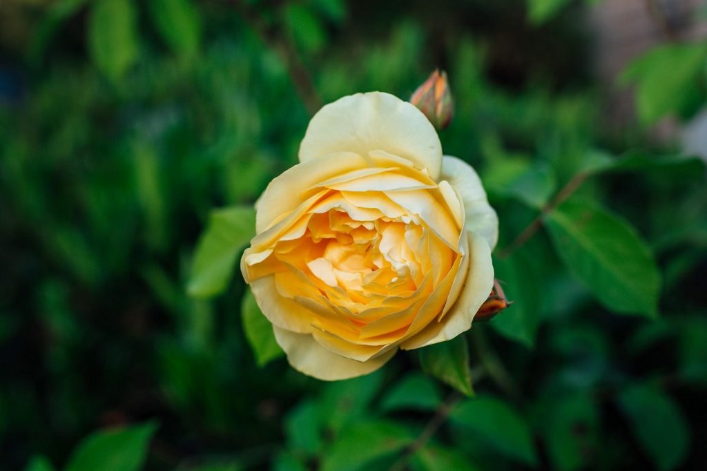 English rose - A guide to choosing the right roses for any occasion